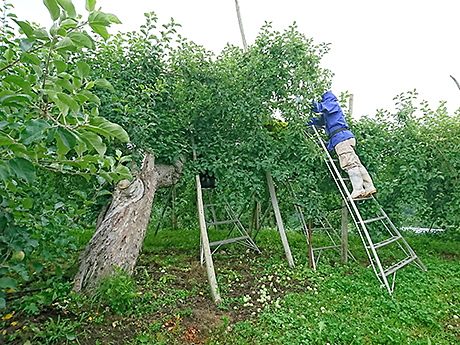 ハシゴをかけての作業